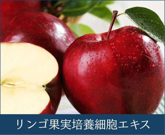 リンゴ果実培養細胞エキス