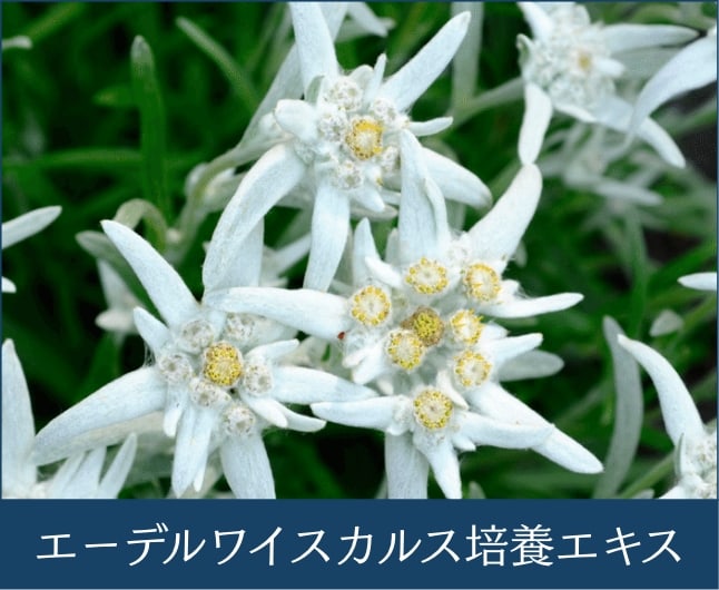 エーデルワイスカルス培養エキス