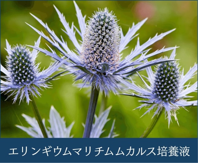 エリンギウムマリチムムカルス培養液